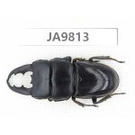 Dorcus sp. China, Sichuan, Ya'an, Baoxing county. 1M. JA9813.