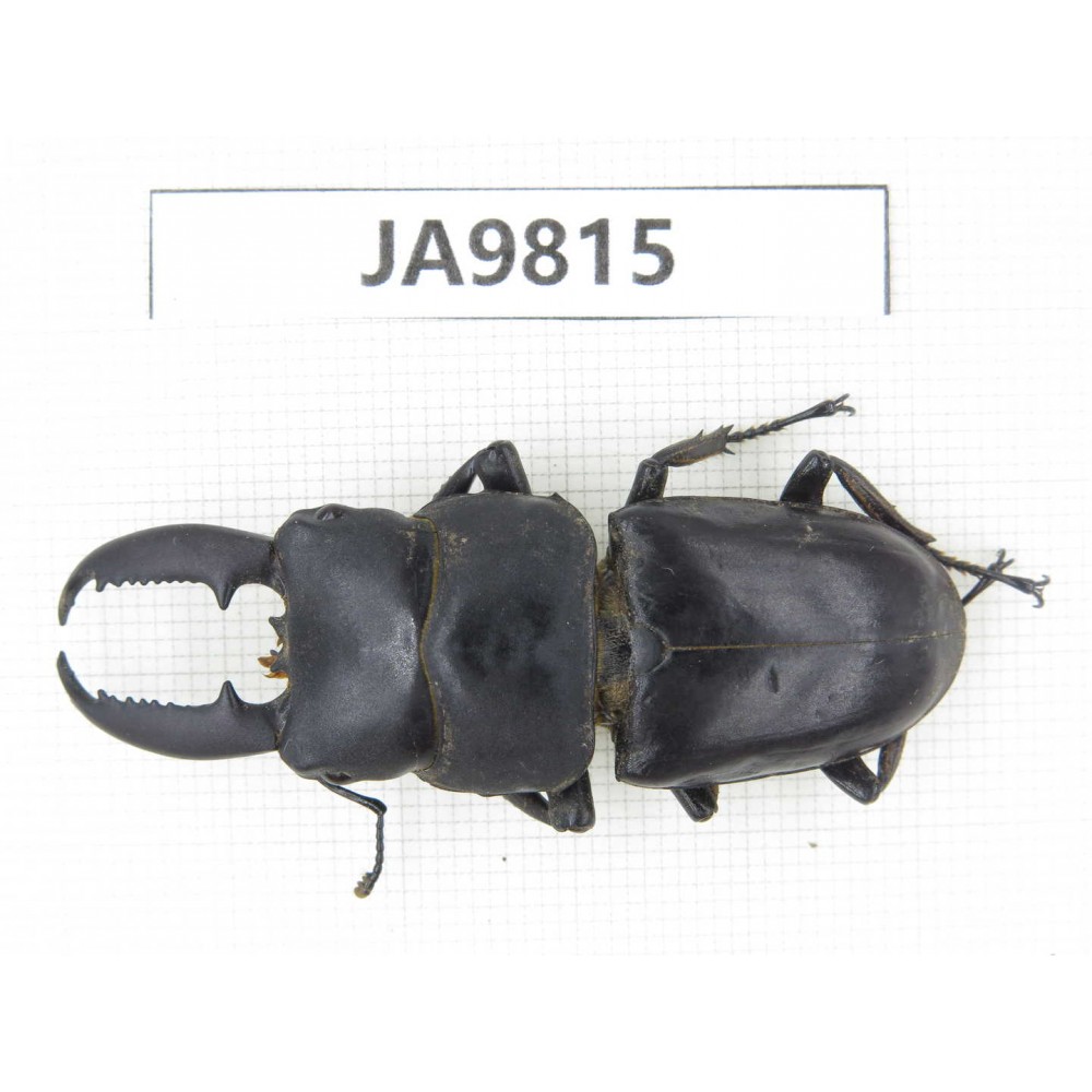 Dorcus sp. China, Sichuan, Ya'an, Baoxing county. 1M. JA9815.