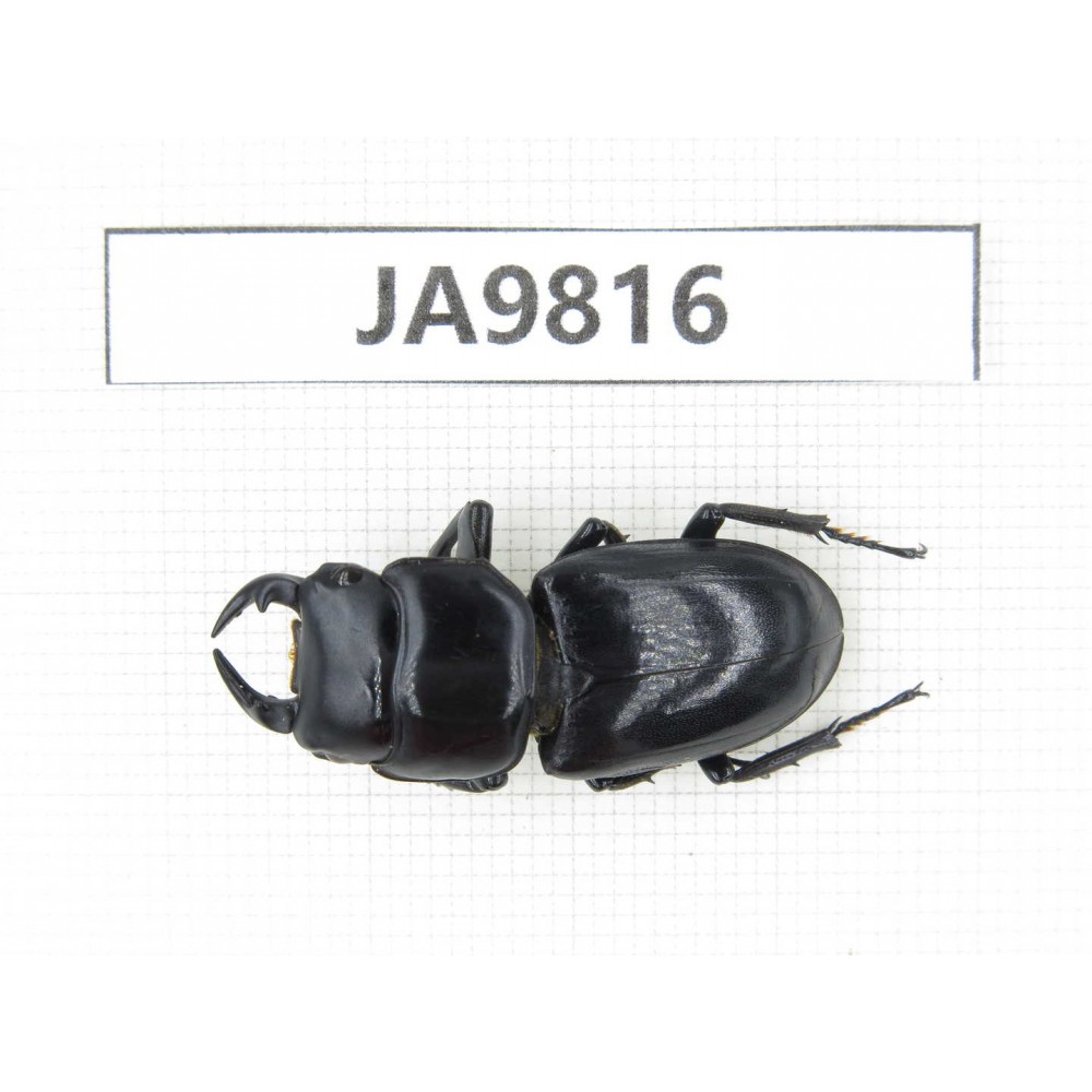 Dorcus sp. China, Sichuan, Ya'an, Baoxing county. 1M. JA9816.