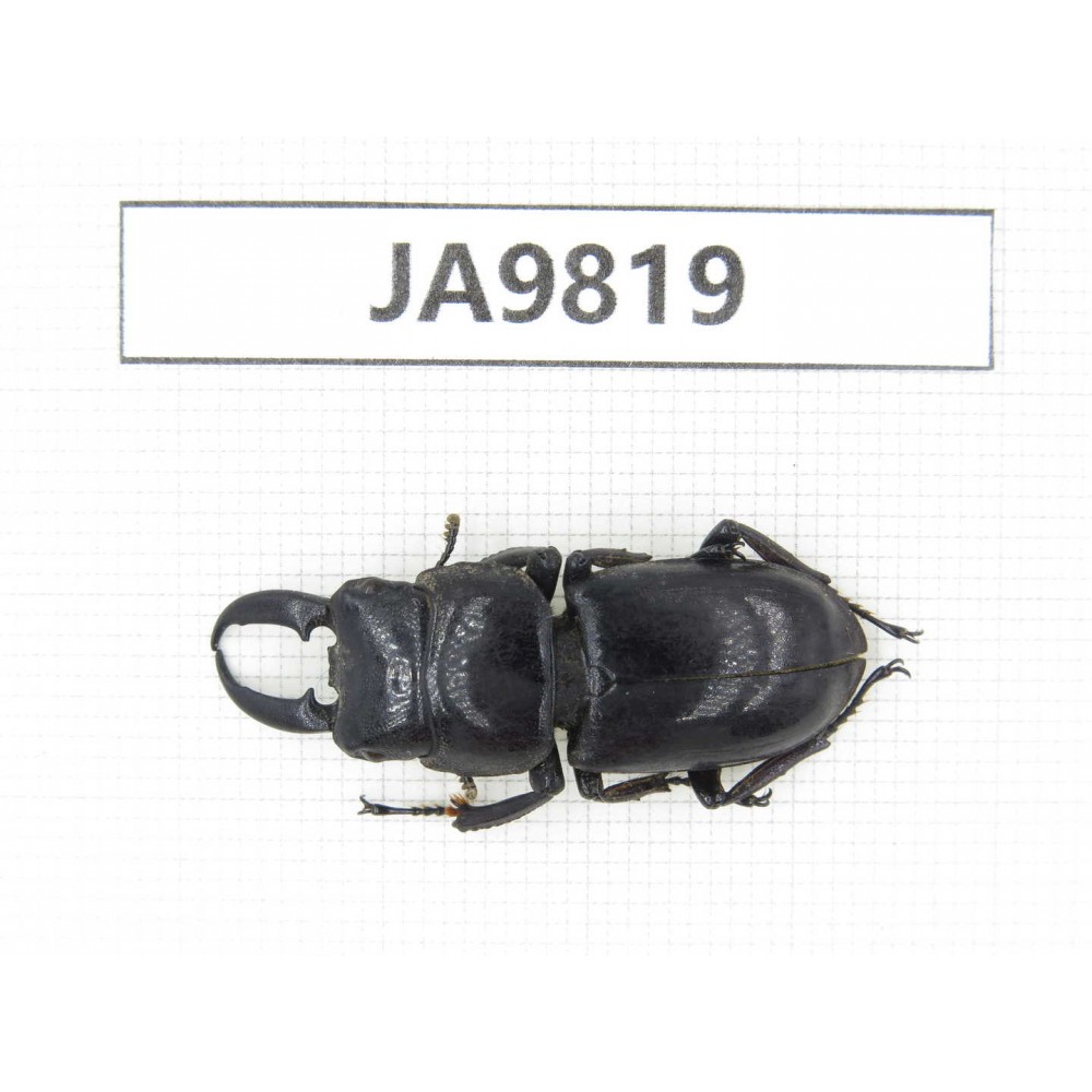Dorcus sp. China, Sichuan, Ya'an, Baoxing county. 1M. JA9819.
