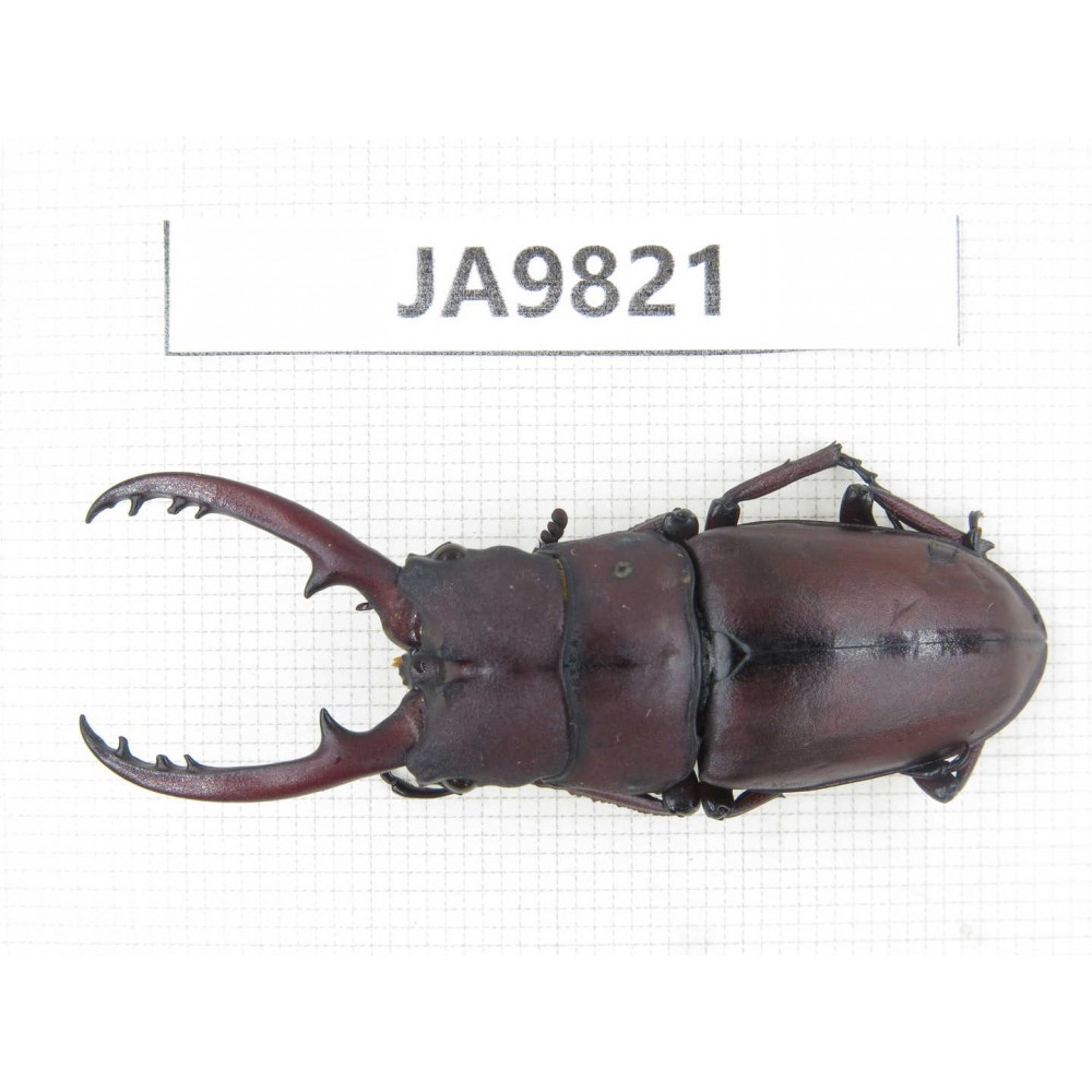 Prosopocoilus sp. China, Sichuan, Ya'an, Baoxing county. 1M. JA9821.