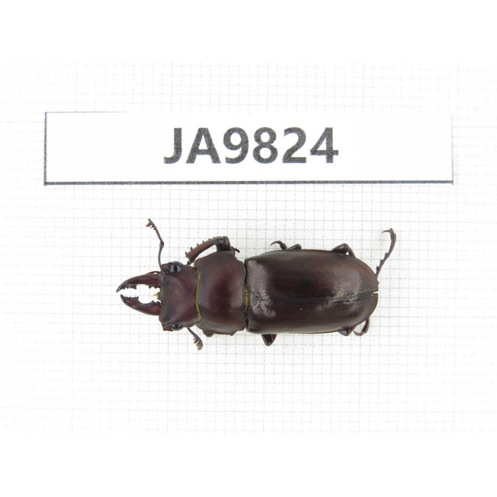 Prismognathus sp. China, Sichuan, Ya'an, Baoxing county. 1M. JA9824.