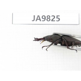 Prismognathus sp. China, Sichuan, Ya'an, Baoxing county. 1M. JA9825.