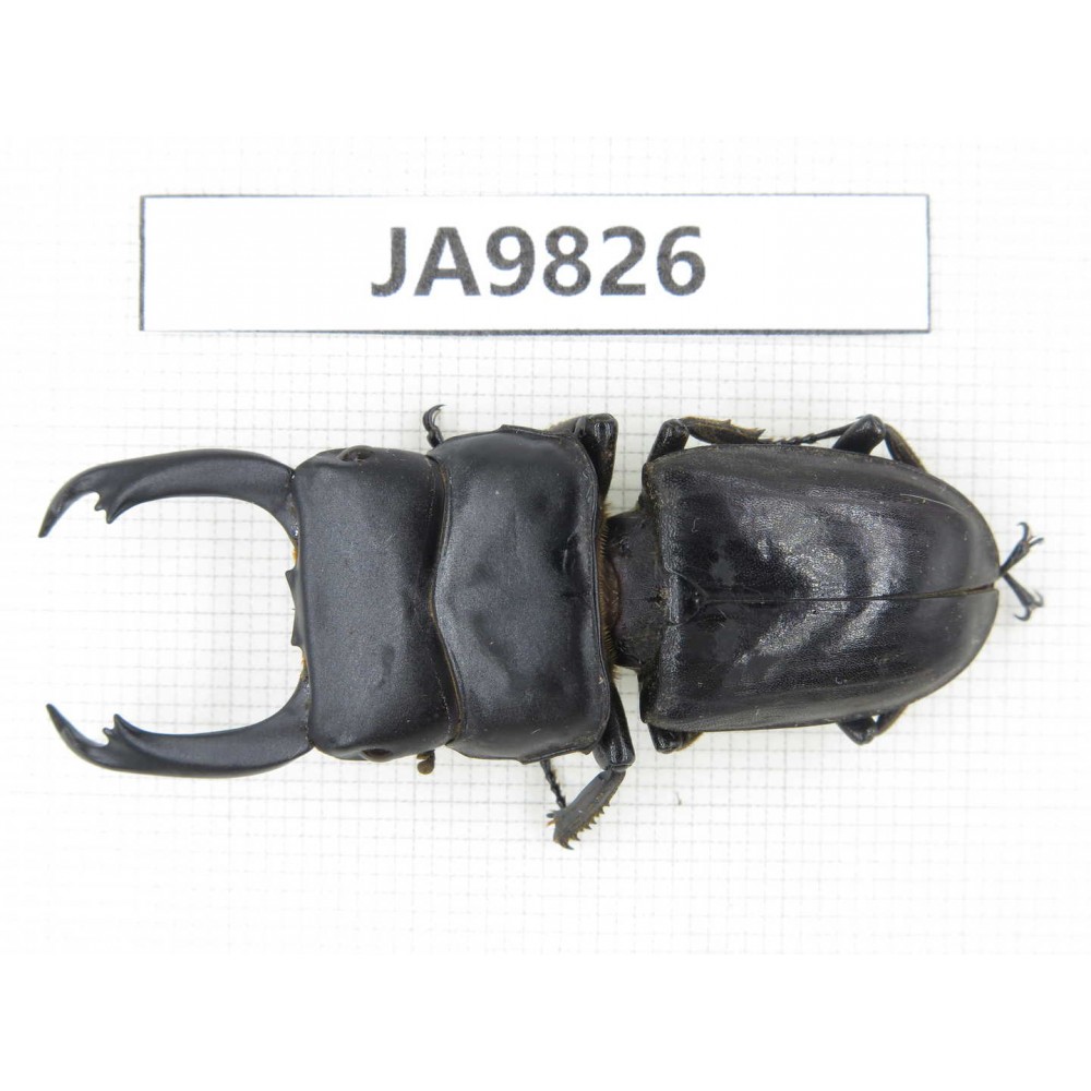 Dorcus sp. Myanmar, Kechin, Nanse. 1M. JA9826.