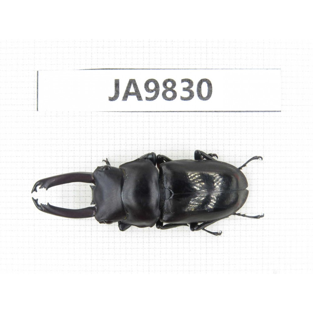 Dorcus sp. Myanmar, Kechin, Nanse. 1M. JA9830.