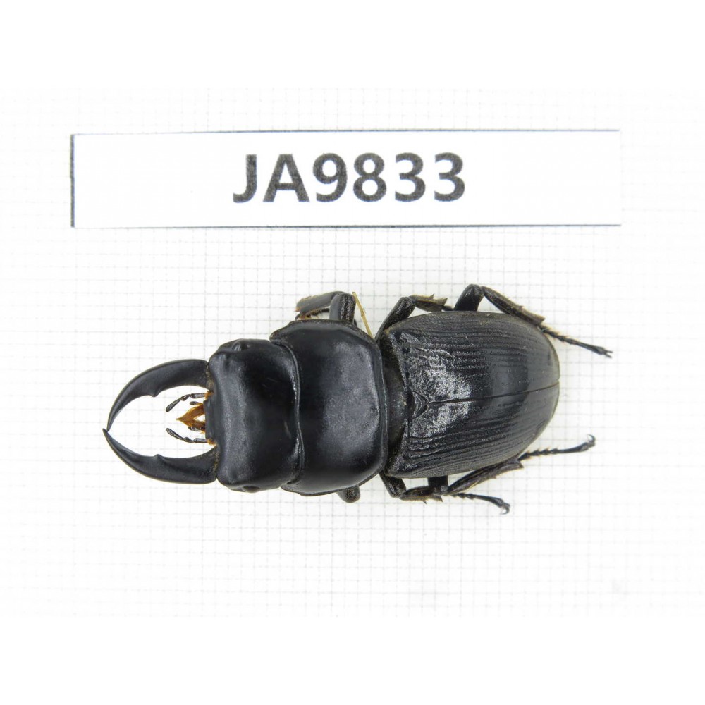 Dorcus sp. Myanmar, Kechin, Nanse. 1M. JA9833.