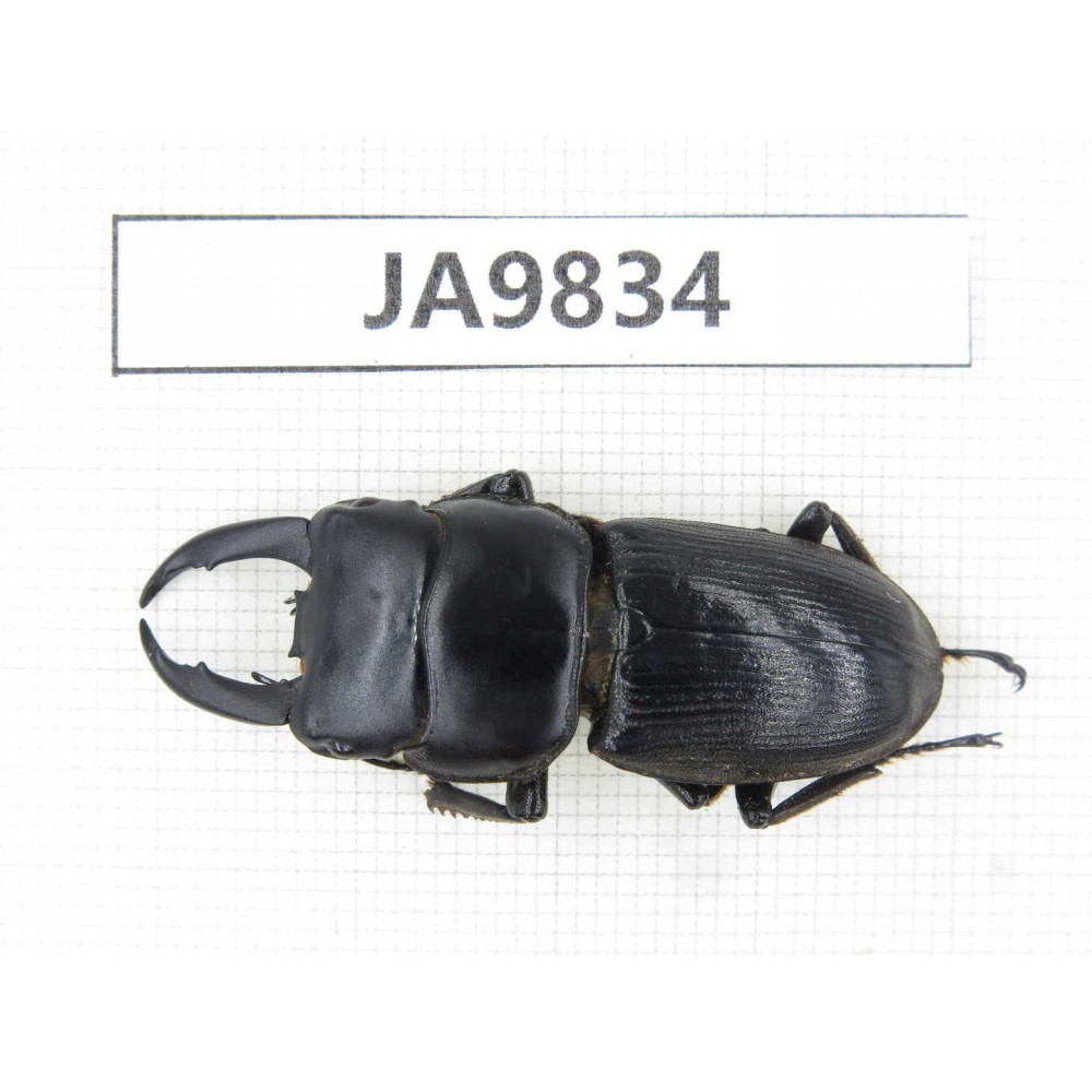 Dorcus sp. Myanmar, Kechin, Nanse. 1M. JA9834.