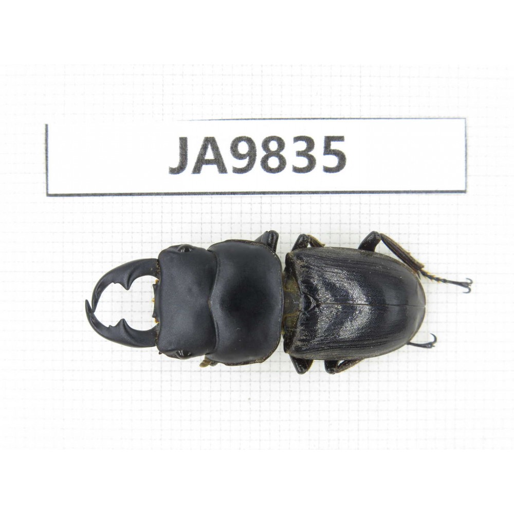Dorcus sp. Myanmar, Kechin, Nanse. 1M. JA9835.