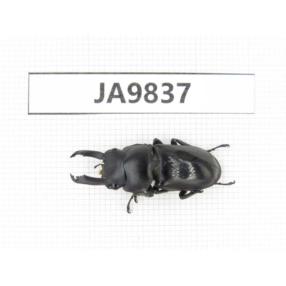Dorcus sp. Myanmar, Kechin, Nanse. 1M. JA9837.