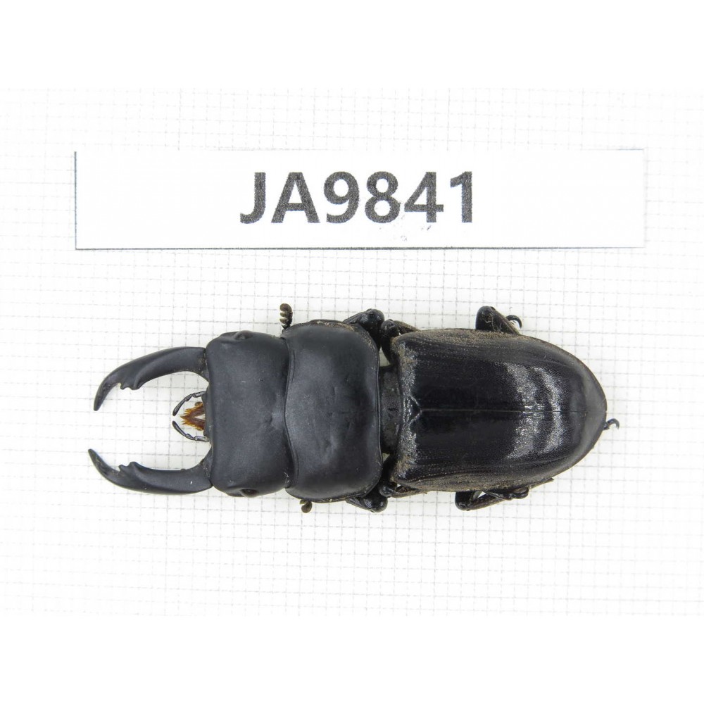 Dorcus sp. Myanmar, Kechin, Nanse. 1M. JA9841.
