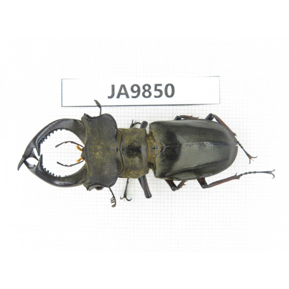 Lucanus prossi. Myanmar, Kechin, Nanse. 1M. JA9850.