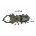 Lucanus prossi. Myanmar, Kechin, Nanse. 1M. JA9850.