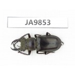 Lucanus sp. Myanmar, Kechin, Nanse. 1M. JA9853.