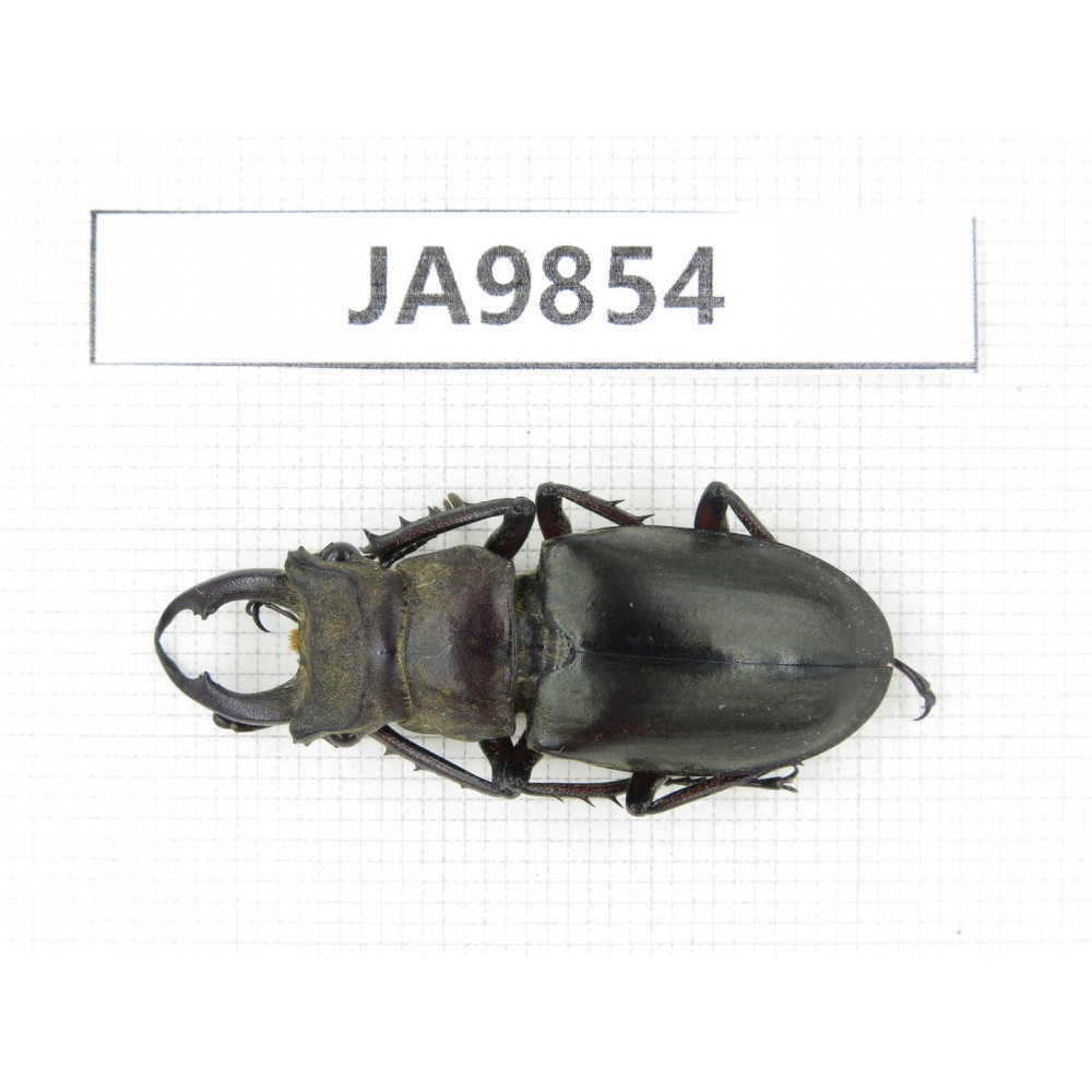 Lucanus sp. Myanmar, Kechin, Nanse. 1M. JA9854.