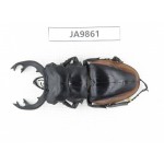 Odontolabis cuvera ssp. China, Guizhou, Qiandongnan, Mt.Leigongshan. 1M. JA9861.