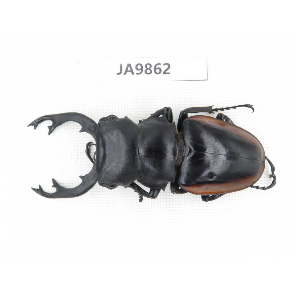 Odontolabis cuvera ssp. China, Guizhou, Qiandongnan, Mt.Leigongshan. 1M. JA9862.