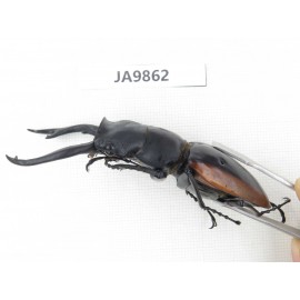 Odontolabis cuvera ssp. China, Guizhou, Qiandongnan, Mt.Leigongshan. 1M. JA9862.