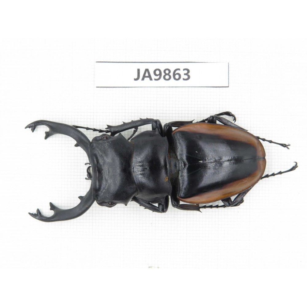 Odontolabis cuvera ssp. China, Guizhou, Qiandongnan, Mt.Leigongshan. 1M. JA9863.