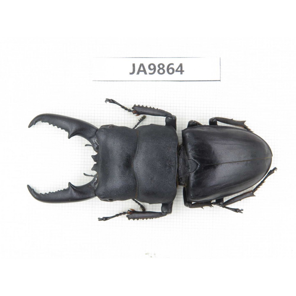 Dorcus titanus ssp. China, Guizhou, Qiandongnan area, Mt.Leigongshan. 1M. JA9864.