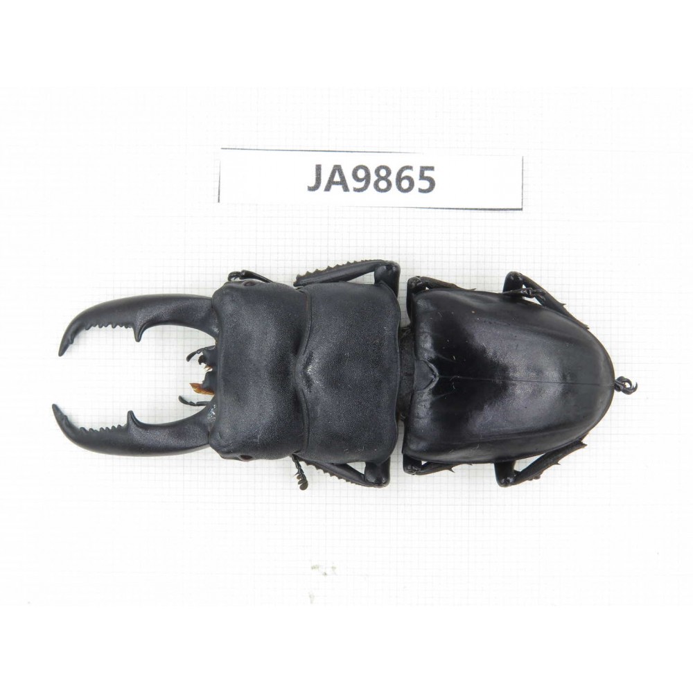 Dorcus titanus ssp. China, Guizhou, Qiandongnan area, Mt.Leigongshan. 1M. JA9865.