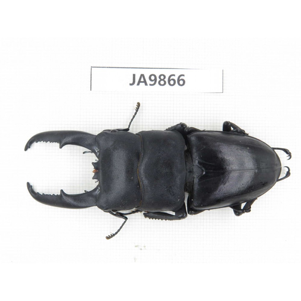 Dorcus titanus ssp. China, Guizhou, Qiandongnan area, Mt.Leigongshan. 1M. JA9866.