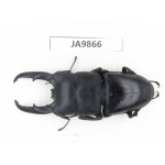 Dorcus titanus ssp. China, Guizhou, Qiandongnan area, Mt.Leigongshan. 1M. JA9866.