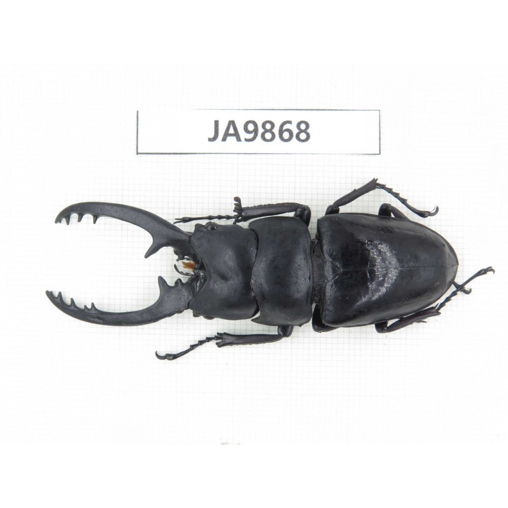 Prosopocoilus sp. China, Guizhou, Qiandongnan area, Mt.Leigongshan. 1M. JA9868.