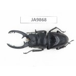 Prosopocoilus sp. China, Guizhou, Qiandongnan area, Mt.Leigongshan. 1M. JA9868.