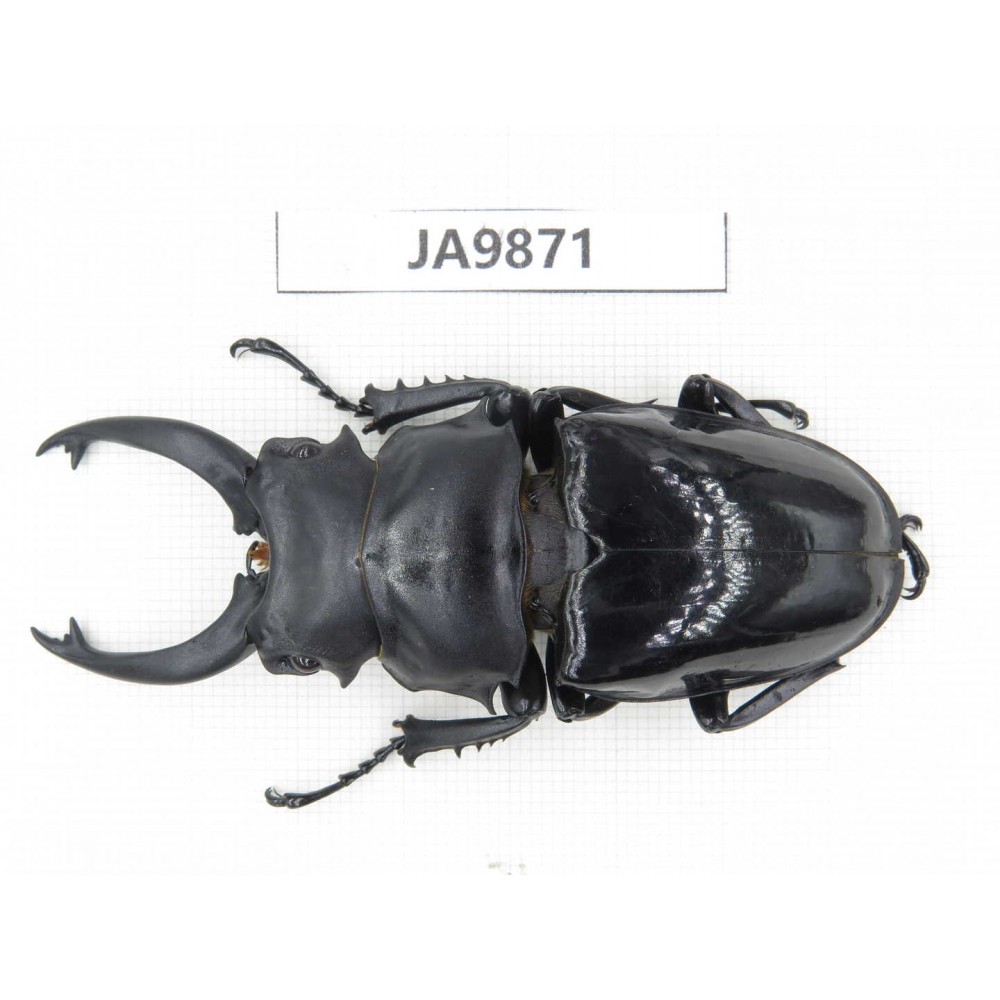 Odontolabis siva ssp. China, Guizhou, Qiandongnan, Mt.Leigongshan. 1M. JA9871.