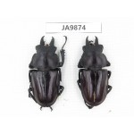 Neolucanus sp. China, Guizhou, Qiandongnan, Mt.Leigongshan. 2M. JA9874.