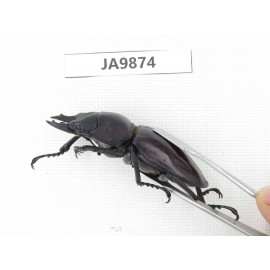 Neolucanus sp. China, Guizhou, Qiandongnan, Mt.Leigongshan. 2M. JA9874.