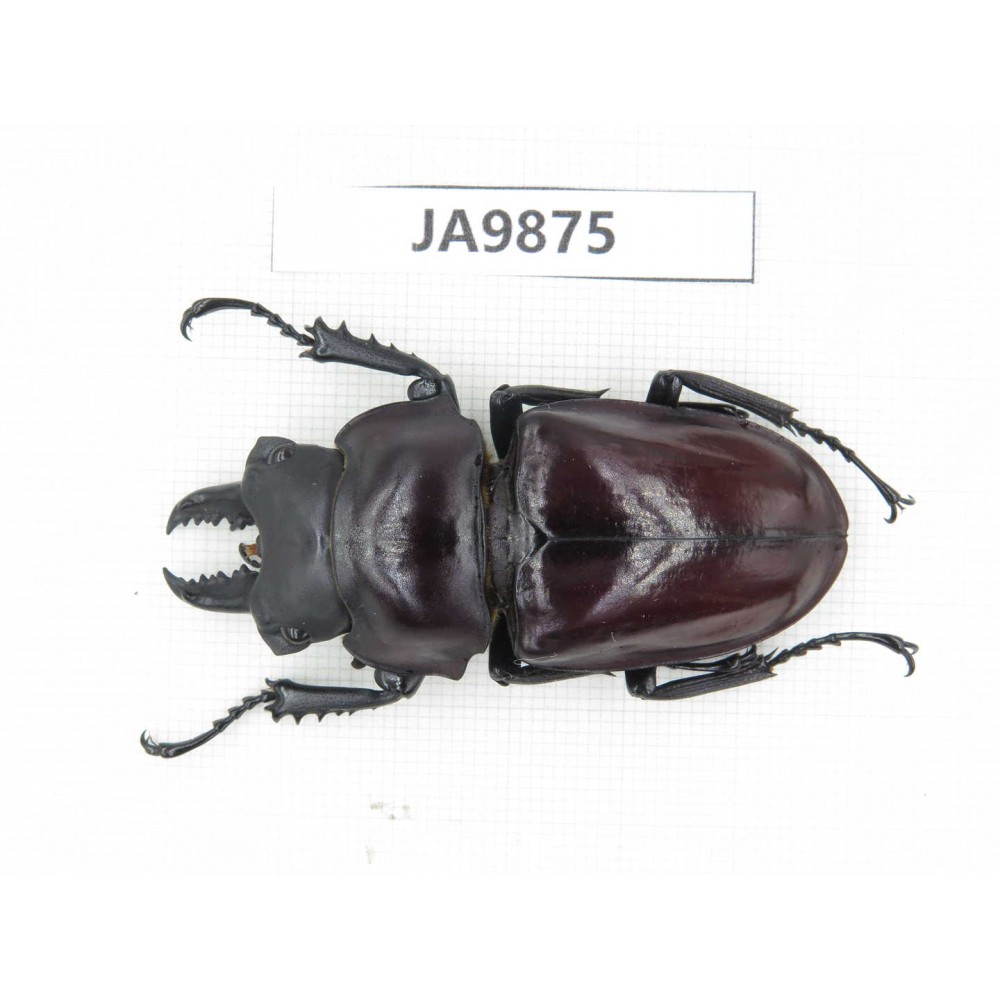 Neolucanus sp. China, Guizhou, Qiandongnan, Mt.Leigongshan. 1M. JA9875.