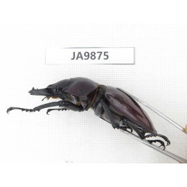 Neolucanus sp. China, Guizhou, Qiandongnan, Mt.Leigongshan. 1M. JA9875.