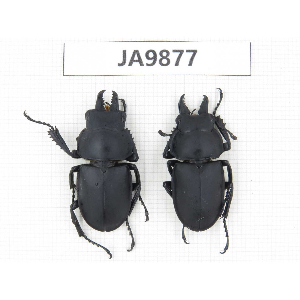 Neolucanus sp. China, Guizhou, Qiandongnan, Mt.Leigongshan. 2M. JA9877.