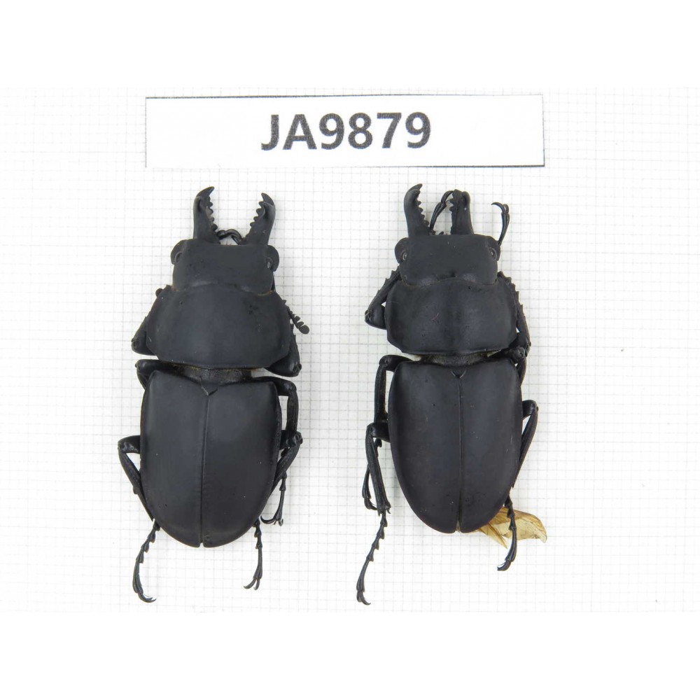 Neolucanus sp. China, Guizhou, Qiandongnan, Mt.Leigongshan. 2M. JA9879.