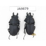 Neolucanus sp. China, Guizhou, Qiandongnan, Mt.Leigongshan. 2M. JA9879.