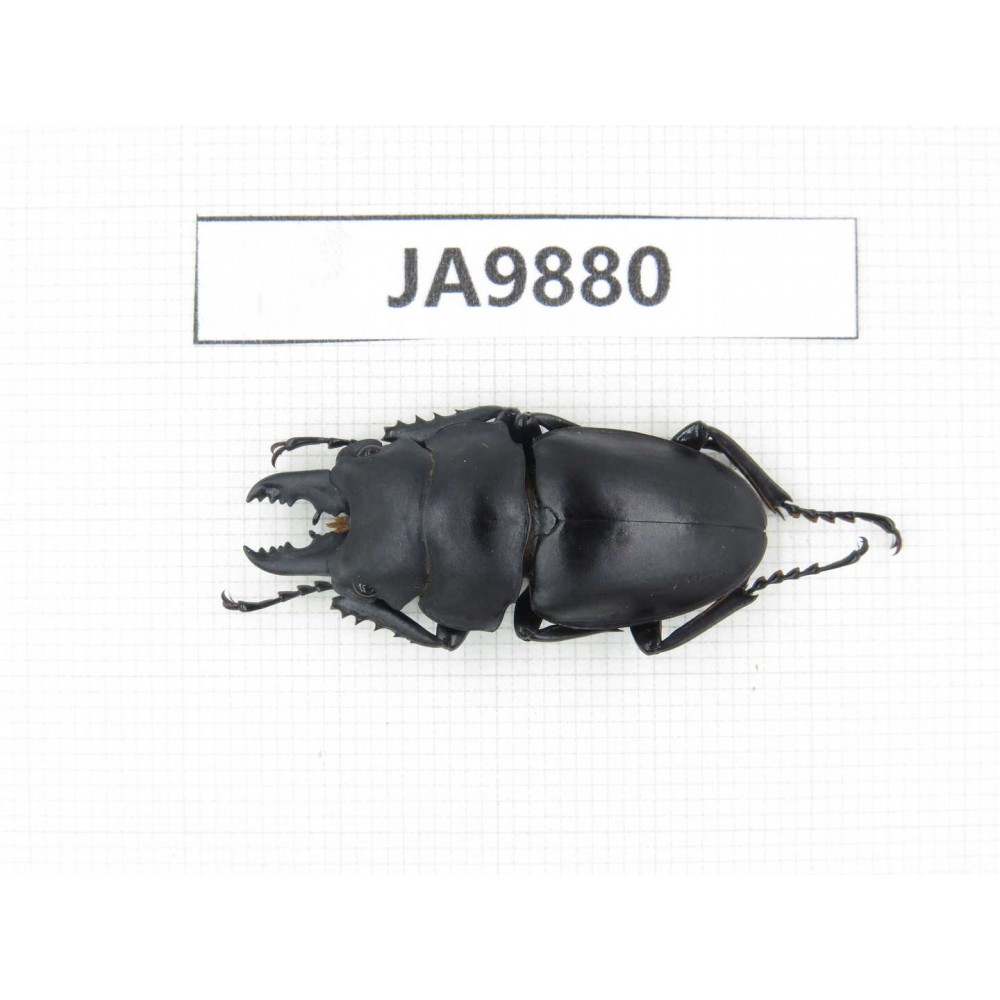 Prosopocoilus sp. China, Guizhou, Qiandongnan area, Mt.Leigongshan. 1M. JA9880.