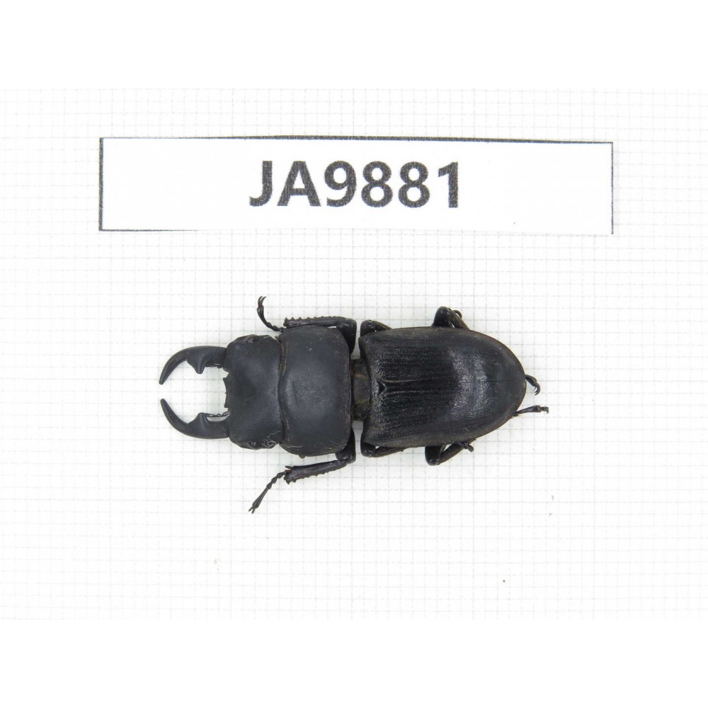 Dorcus sp. China, Guizhou, Qiandongnan area, Mt.Leigongshan. 1M. JA9881.