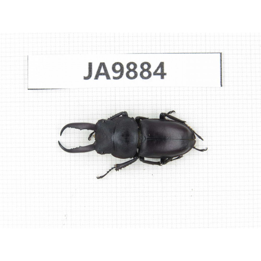 Prosopocoilus sp. China, Guizhou, Qiandongnan area, Mt.Leigongshan. 1M. JA9884.