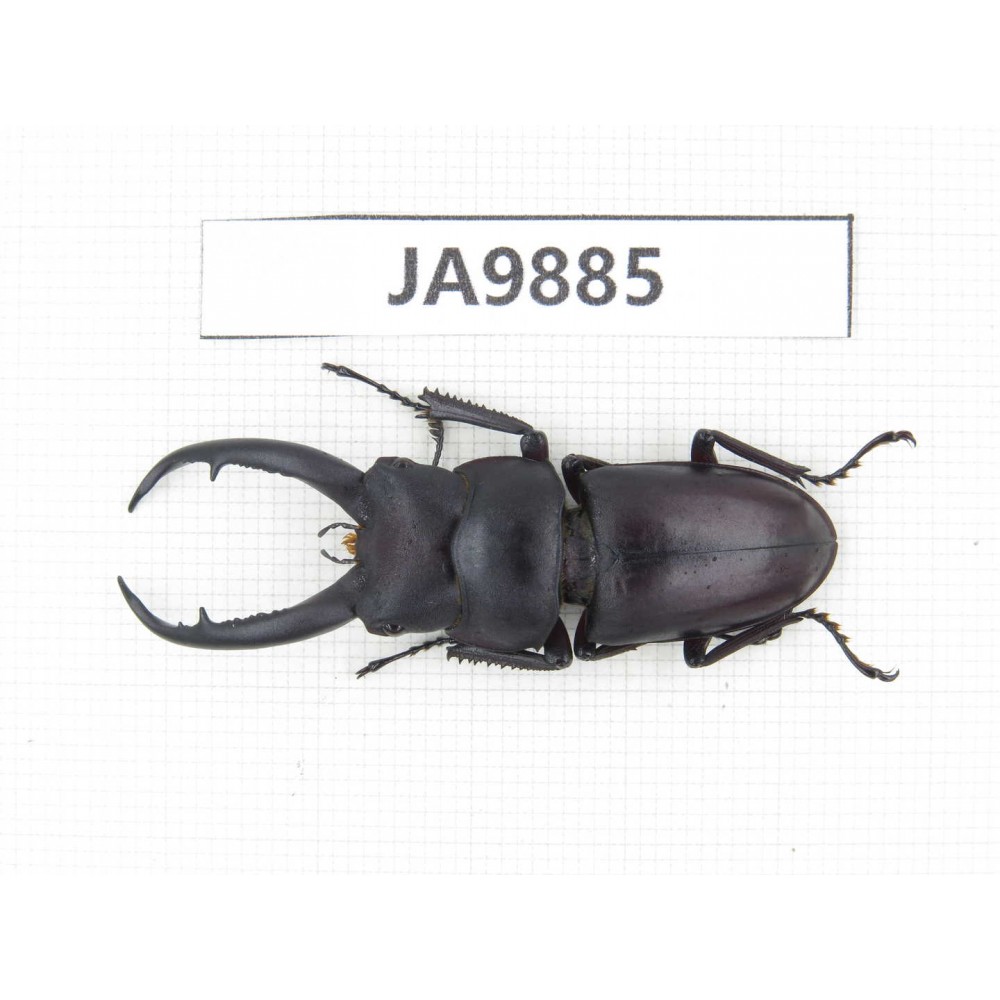 Prosopocoilus sp. China, Guizhou, Qiandongnan area, Mt.Leigongshan. 1M. JA9885.
