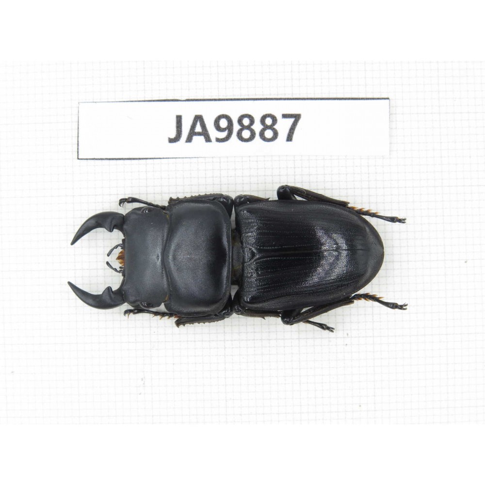 Dorcus sp. China, Guizhou, Qiandongnan area, Mt.Leigongshan. 1M. JA9887.