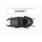 Dorcus sp. China, Guizhou, Qiandongnan area, Mt.Leigongshan. 1M. JA9887.