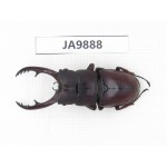 Prosopocoilus sp. China, Guizhou, Qiandongnan area, Mt.Leigongshan. 1M. JA9888.