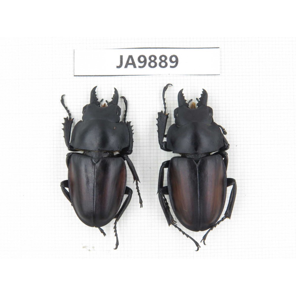 Neolucanus sp. China, Guizhou, Qiandongnan, Mt.Leigongshan. 2M. JA9889.