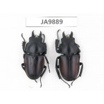 Neolucanus sp. China, Guizhou, Qiandongnan, Mt.Leigongshan. 2M. JA9889.