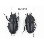 Neolucanus sp. China, Guizhou, Qiandongnan, Mt.Leigongshan. 2M. JA9890.