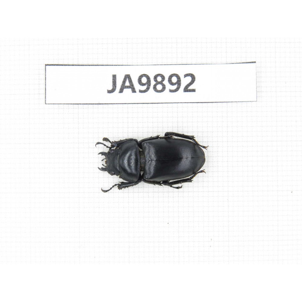 Dorcus sp. China, Guizhou, Qiandongnan area, Mt.Leigongshan. 1F. JA9892.