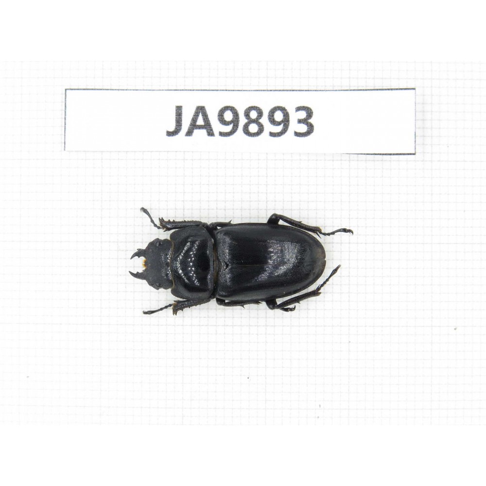 Dorcus sp. China, Guizhou, Qiandongnan area, Mt.Leigongshan. 1F. JA9893.