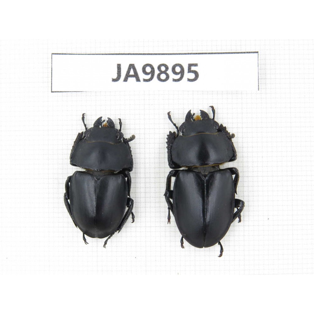 Neolucanus sp. China, Guizhou, Qiandongnan, Mt.Leigongshan. 2F. JA9895.