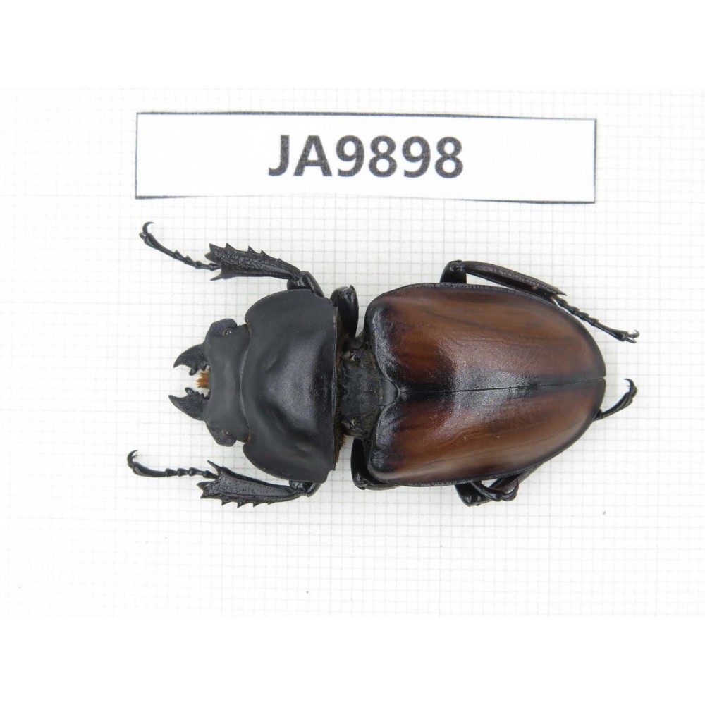 Neolucanus sp. China, Guizhou, Qiandongnan, Mt.Leigongshan. 1F. JA9898.